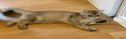 British Longhair cats for sale: NY12 Two Beautiful Female Cats Looking for Loving - Advert 14