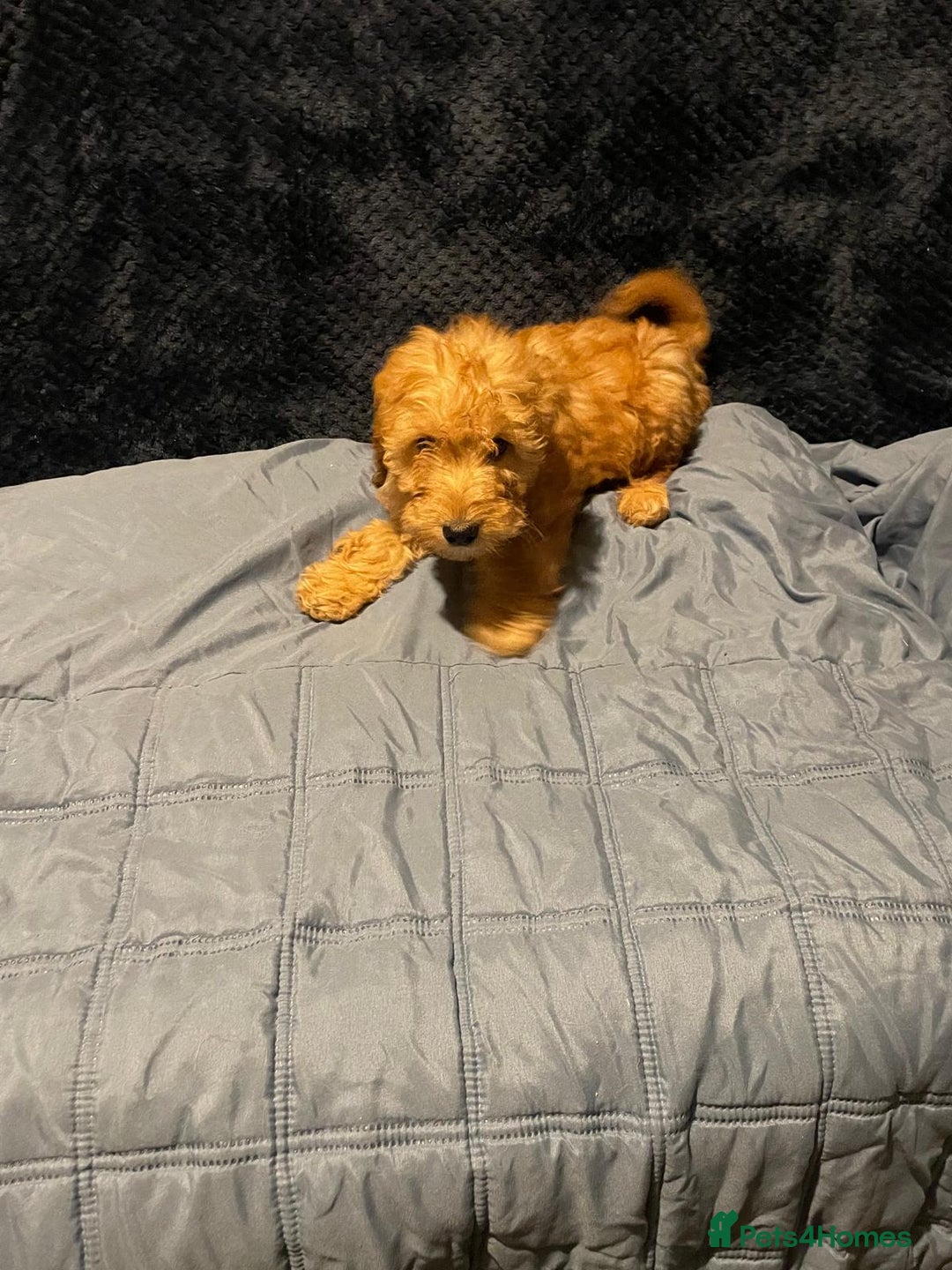 Cavapoo dogs for sale: Cavapoo puppy's  - Advert 7