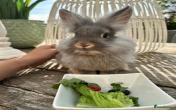 Lionhead rabbits for sale: Thumper lion head female  - Image 1