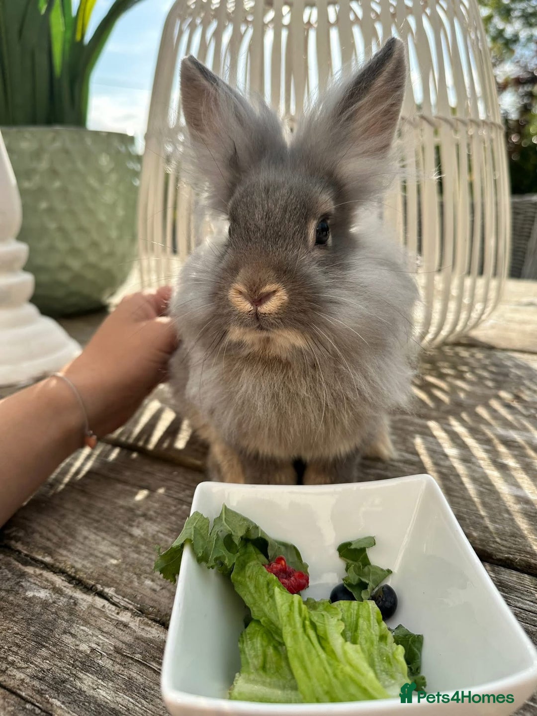 Lionhead rabbits for sale: Thumper lion head female  - Image 1