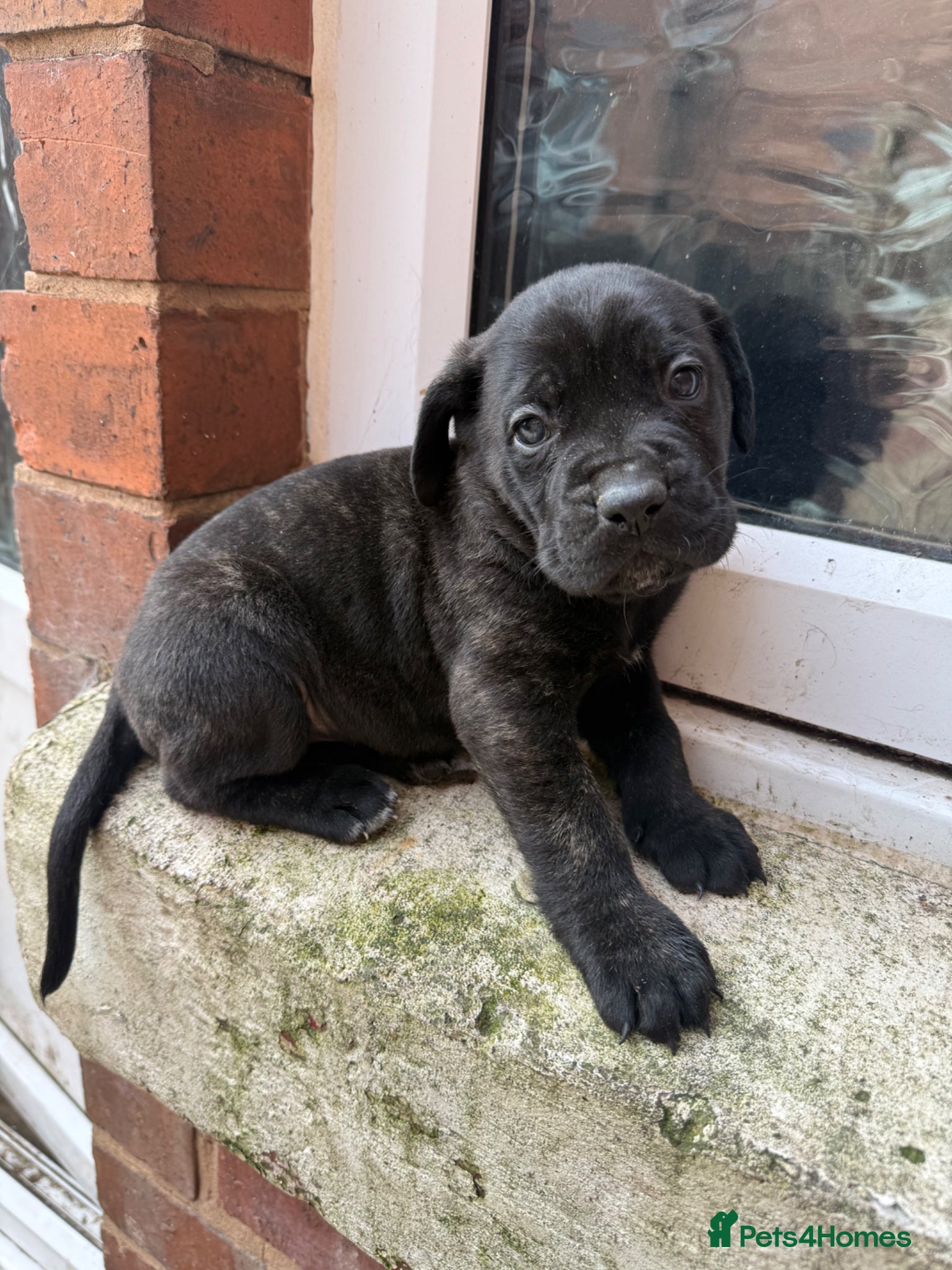 Presa Canario dogs Pure breed presa Canario pups!! - Advert 5