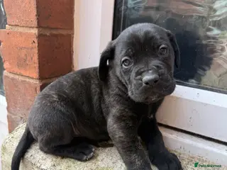 Presa Canario dogs Pure breed presa Canario pups!! - Advert 5