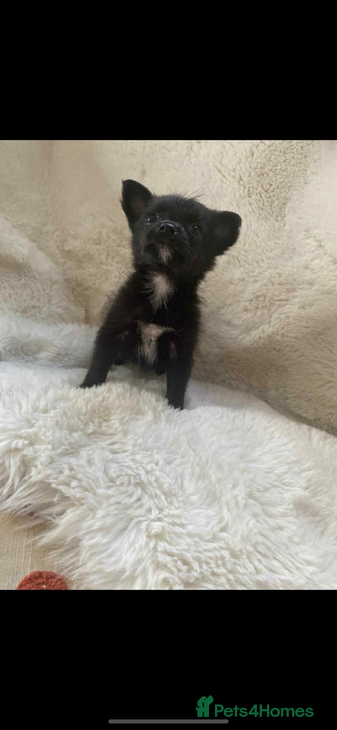 Pomchi dogs for sale: Beautiful pomchi for sale 🥹 - Image 3