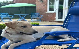 Labrador Retriever dogs for sale: Female Labrador - Image 2
