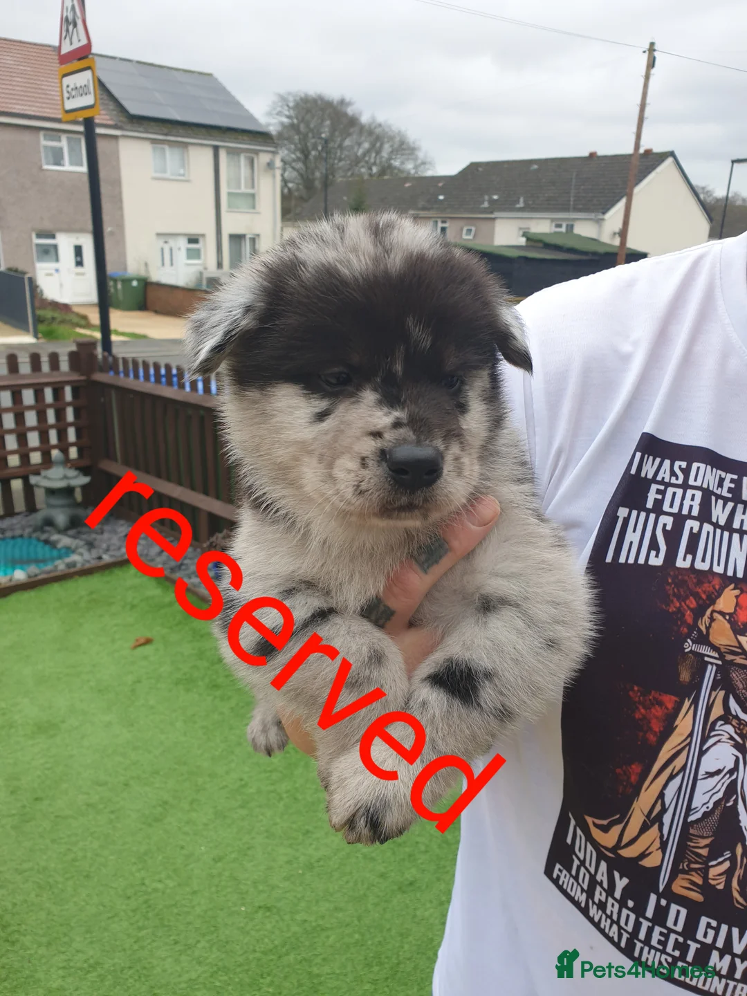 Mixed Breed dogs for sale: Hybrid chowchow/alaskan malamute  - Advert 16