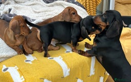 Miniature Dachshund dogs for stud: KC REGISTERED, STUNNING B & T MINIATURE DACHSHUND  in Carluke - Image 5