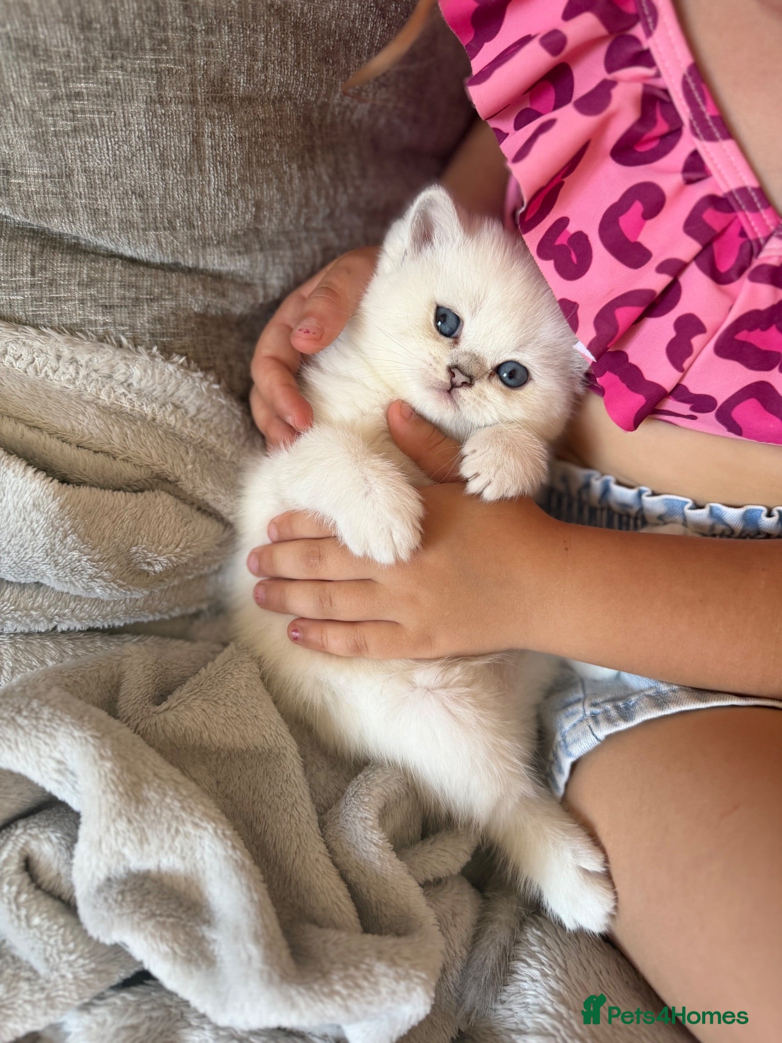 Scottish Fold cats Silver chinchilla Scottish folds  - Advert 4