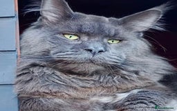 Maine Coon cats for sale: Beautiful big cream boys - Image 13