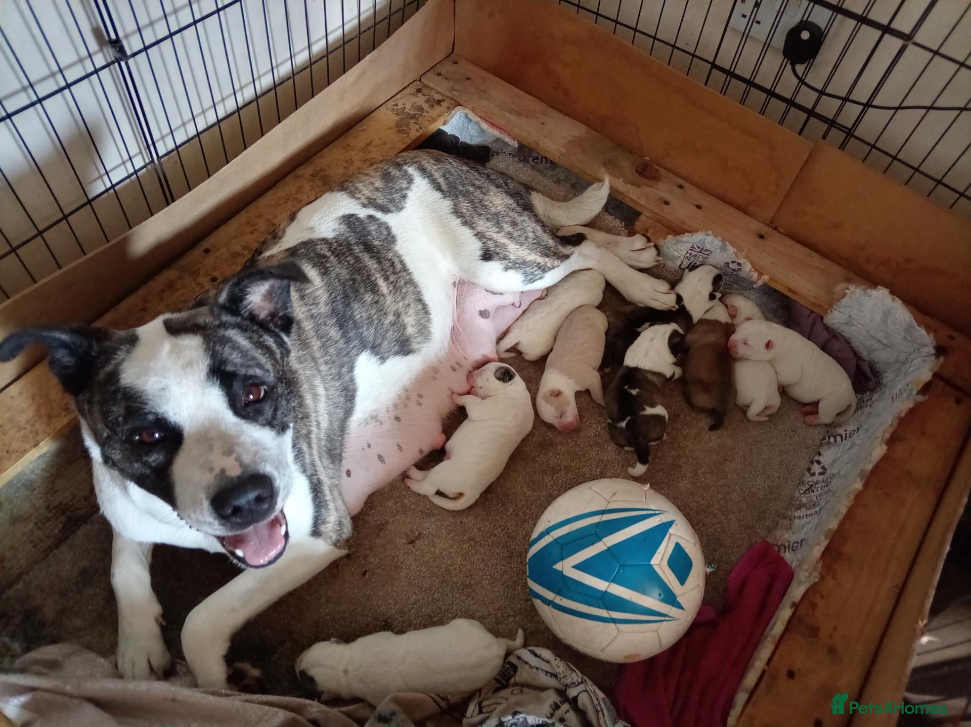 Mixed Breed dogs Akita cross puppies for sale - Advert 16