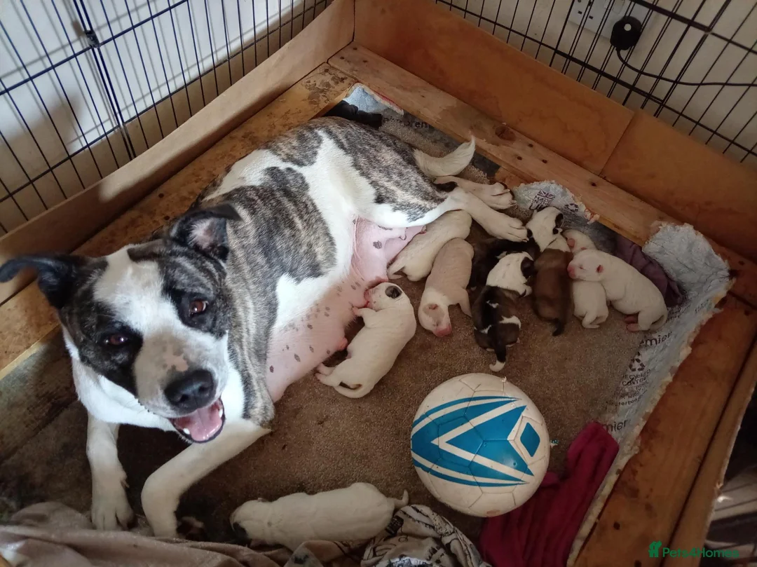 Mixed Breed dogs for sale: Akita cross puppies for sale in Tamworth - Advert 1