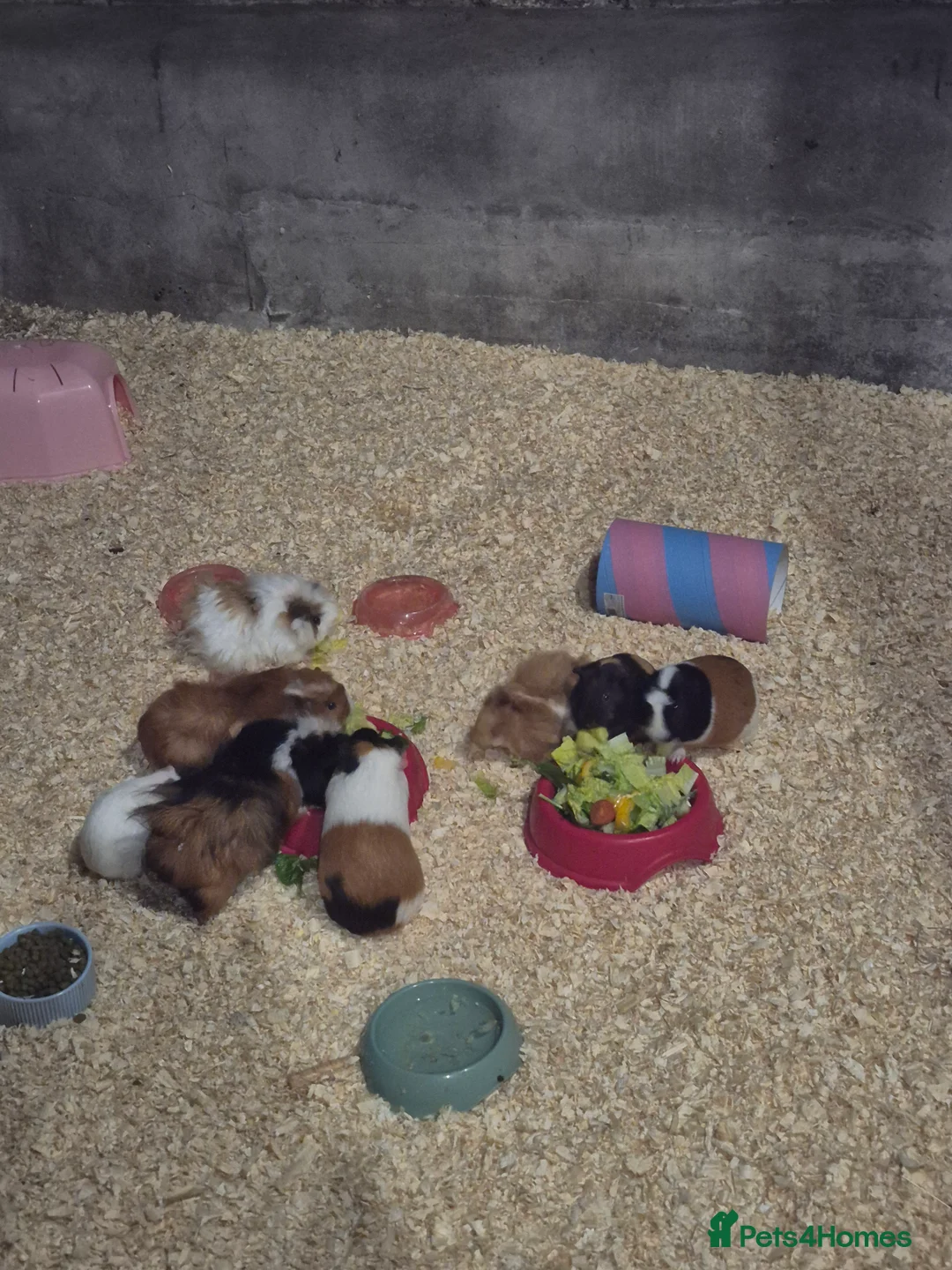 Guinea Pig rodents for sale: Baby guinea pigs - Advert 1
