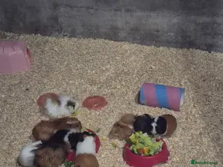 Guinea Pig rodents Baby guinea pigs - Advert 14