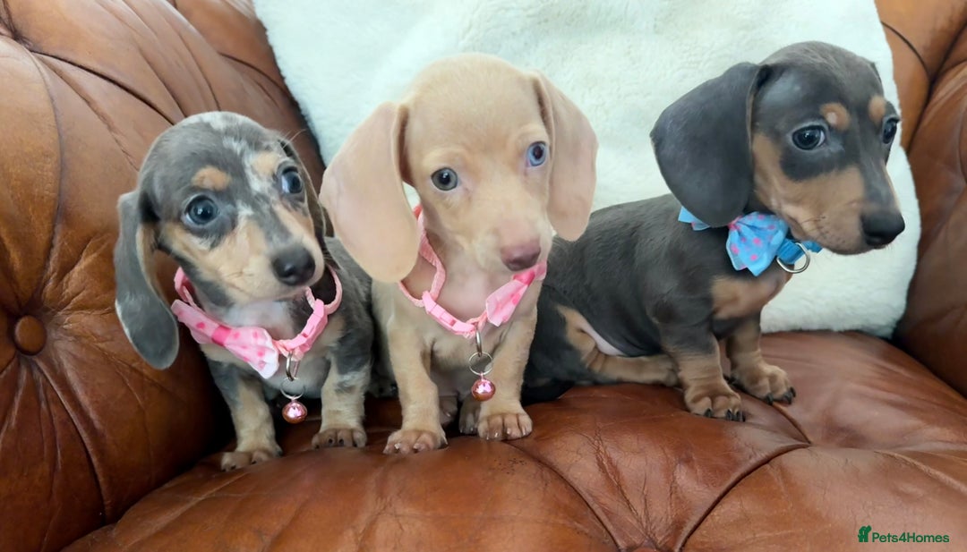 Miniature Dachshund dogs for sale: Beautiful Mini Dachshund Pups 🐶 5 Star ⭐ Breeder - Image 9