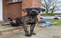 Mixed Breed dogs for sale: Looking for a home  - Image 4