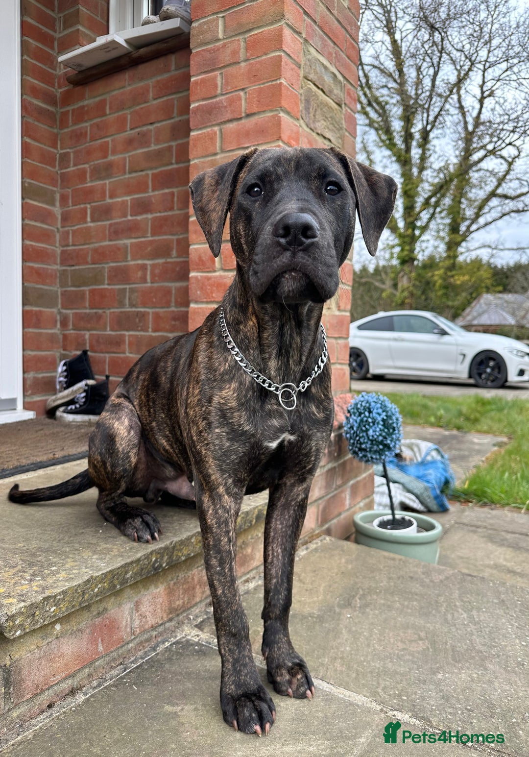 Mixed Breed dogs for sale: Looking for a home  - Image 4