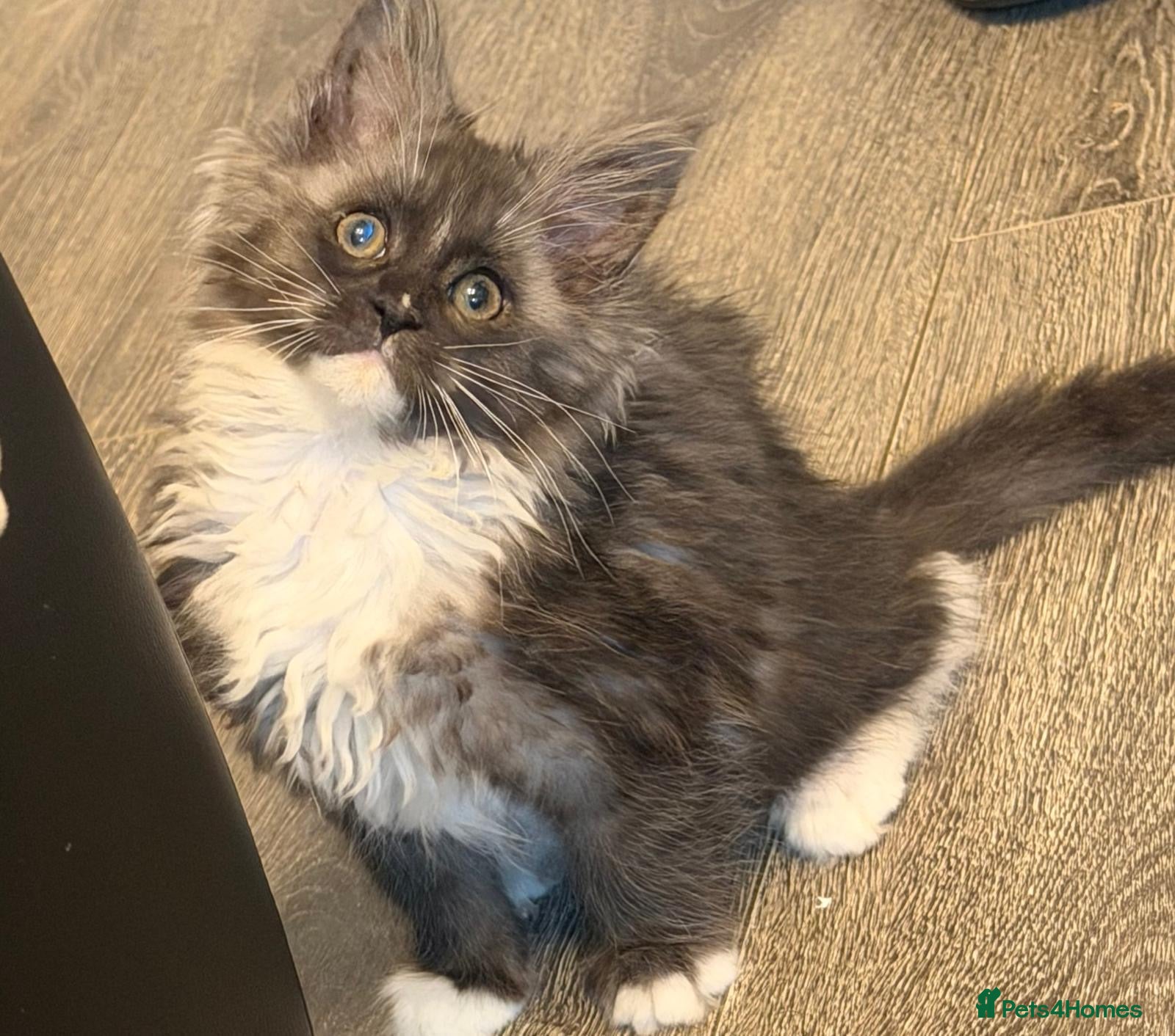 Maine Coon cats Pure breed female adorable Maine coon girl - Advert 9