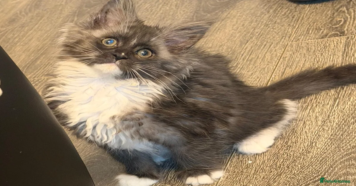 Maine Coon Kittens for sale | Pets4Homes