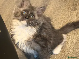 Maine Coon cats Pure breed female adorable Maine coon girl - Advert 9