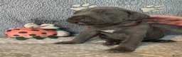 Cane Corso dogs for sale: Beautiful Blue Cane Corso Puppies  - Advert 2