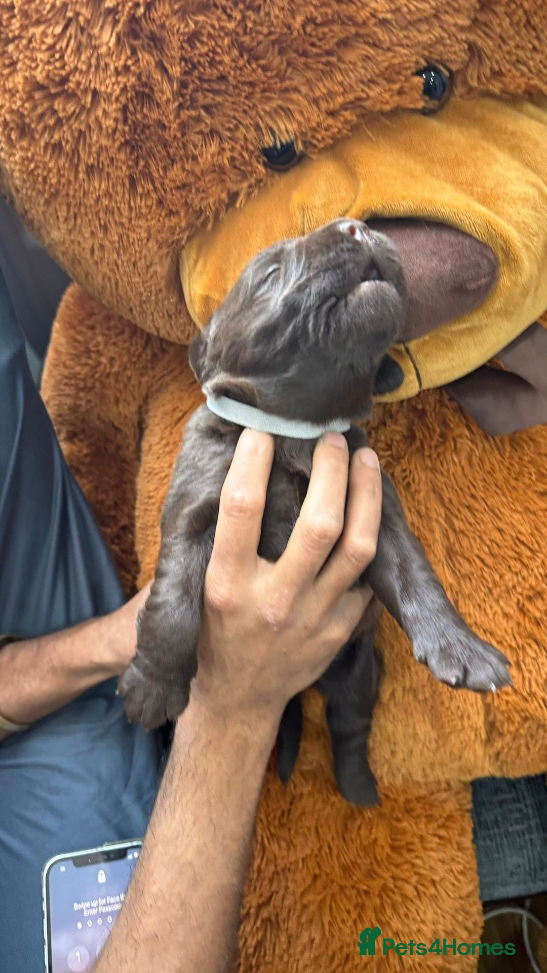 Labrador Retriever dogs for sale: beautyfull pedigree labrador - Image 10