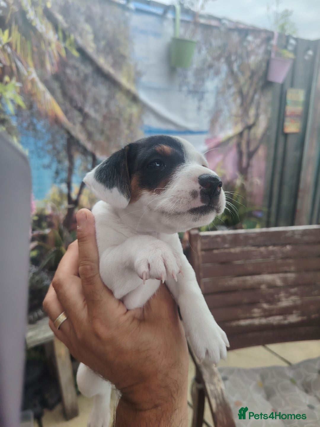 Jack Russell dogs for sale: Jack Russell puppies  - Image 3