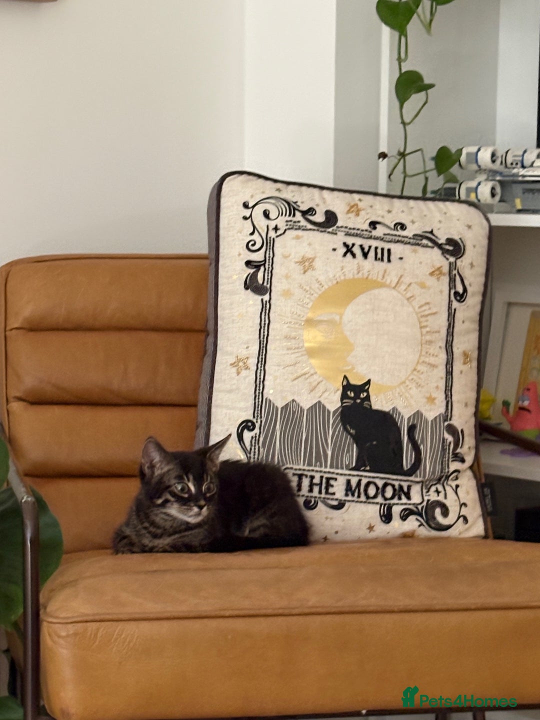 Bengal cats for sale: Adorable Kitten Looking for a Loving Home - Image 3