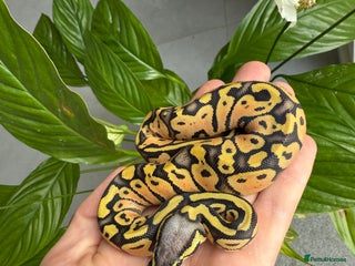 Python Snake reptiles in Huntingdon - Advert 32