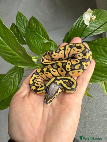 Python Snake reptiles in Huntingdon - Advert 11