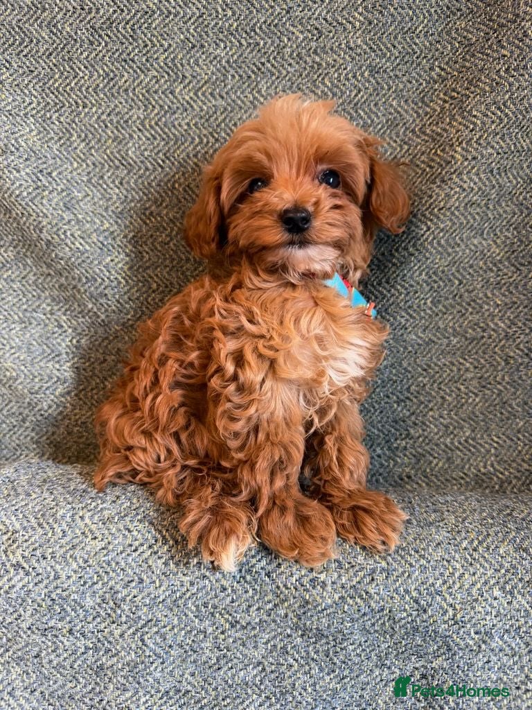Maltipoo dogs Stunning Tiny Red Korean Maltipoo Pups  - Advert 2
