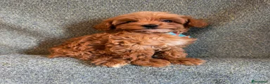 Maltipoo 1
