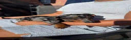 Dachshund dogs for sale: Dapple Dachshund Girl Puppy  in Ilford - Advert 3