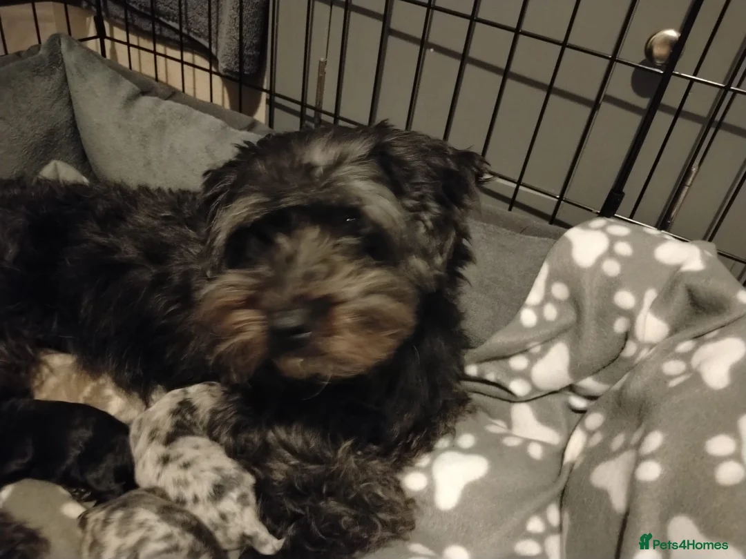 Pomapoo dogs for sale: ✨ Leo – Exceptional F1B Pomapoo Boy – 1,800 ✨ - Advert 13