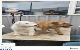 Lakeland Terrier dogs for sale: Lakeland Terrier Pup - Image 2