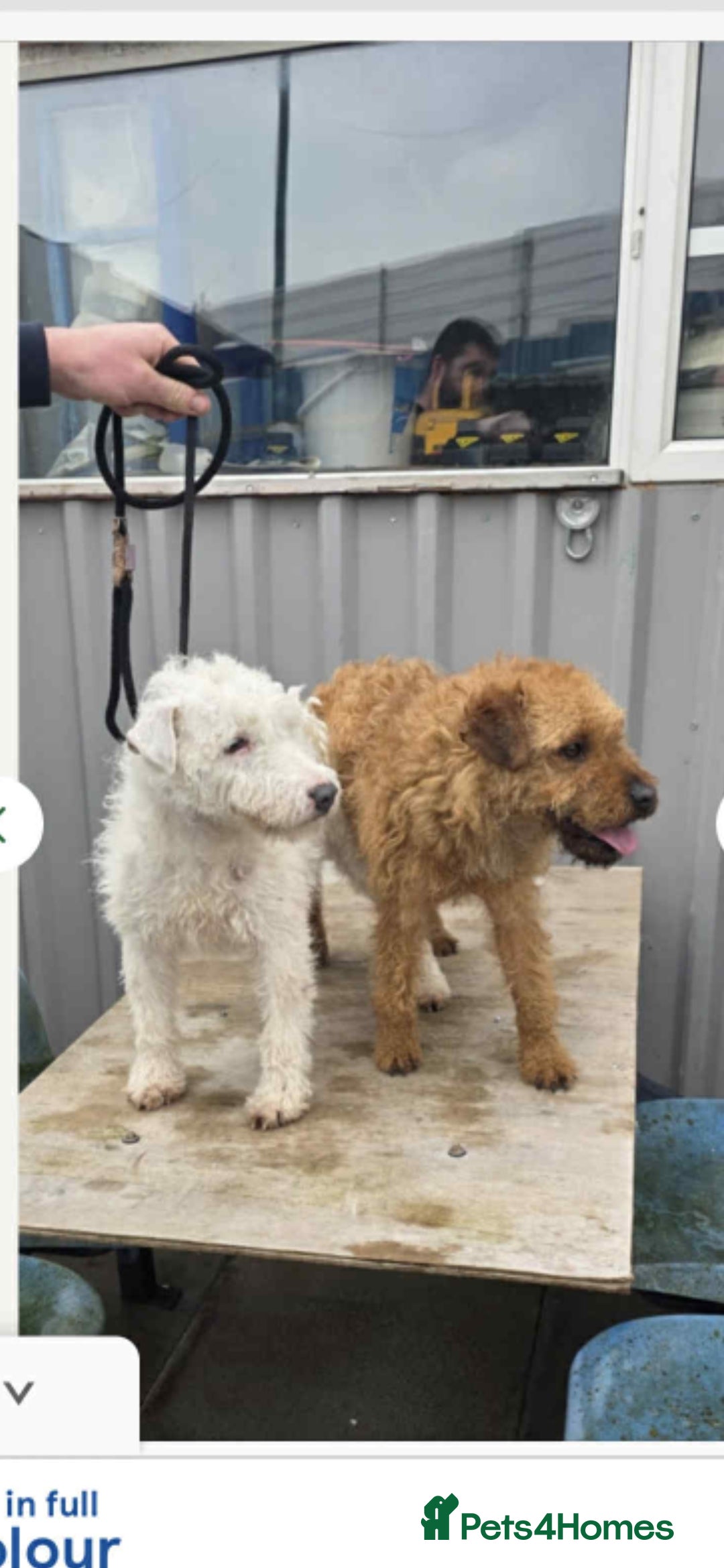 Lakeland Terrier dogs for sale: Lakeland Terrier Pup - Image 2