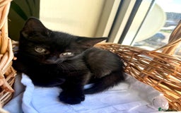 Mixed Breed cats for sale: 🐾 Adorable boy & girl 🐾 - Image 27