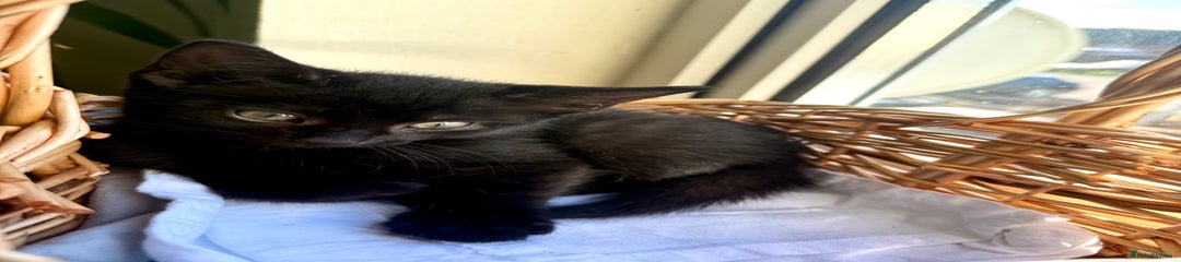 Mixed Breed Kitten 4