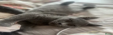 British Shorthair 1