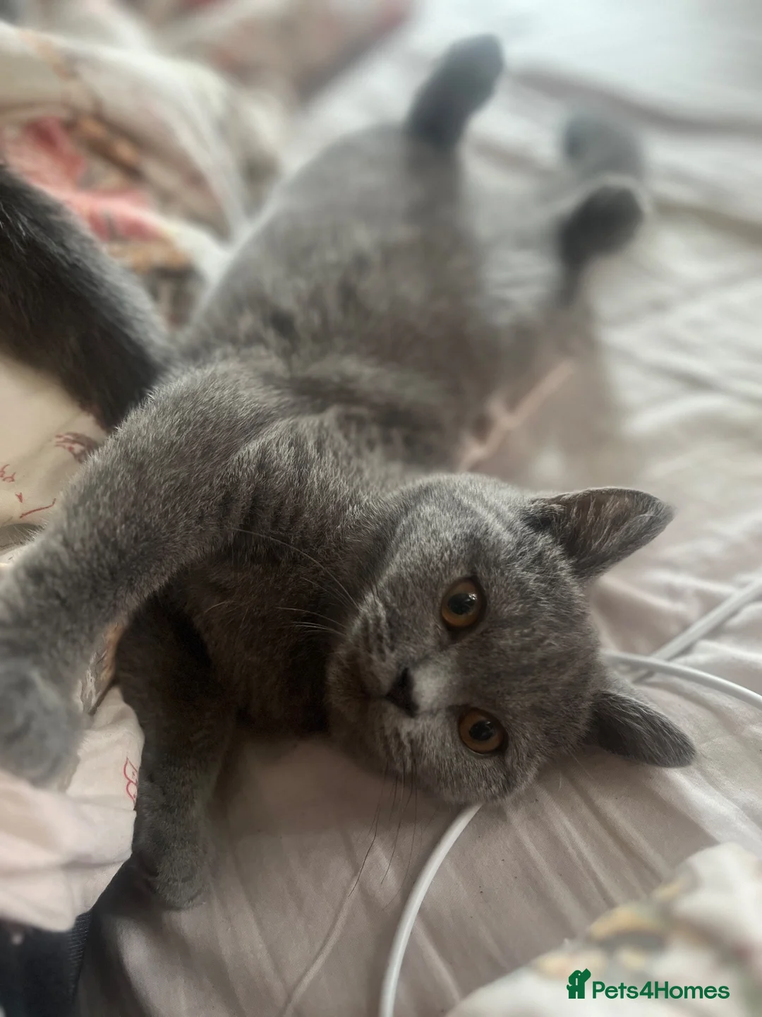 British Shorthair cats for sale: Champion lain kitts  - Advert 2