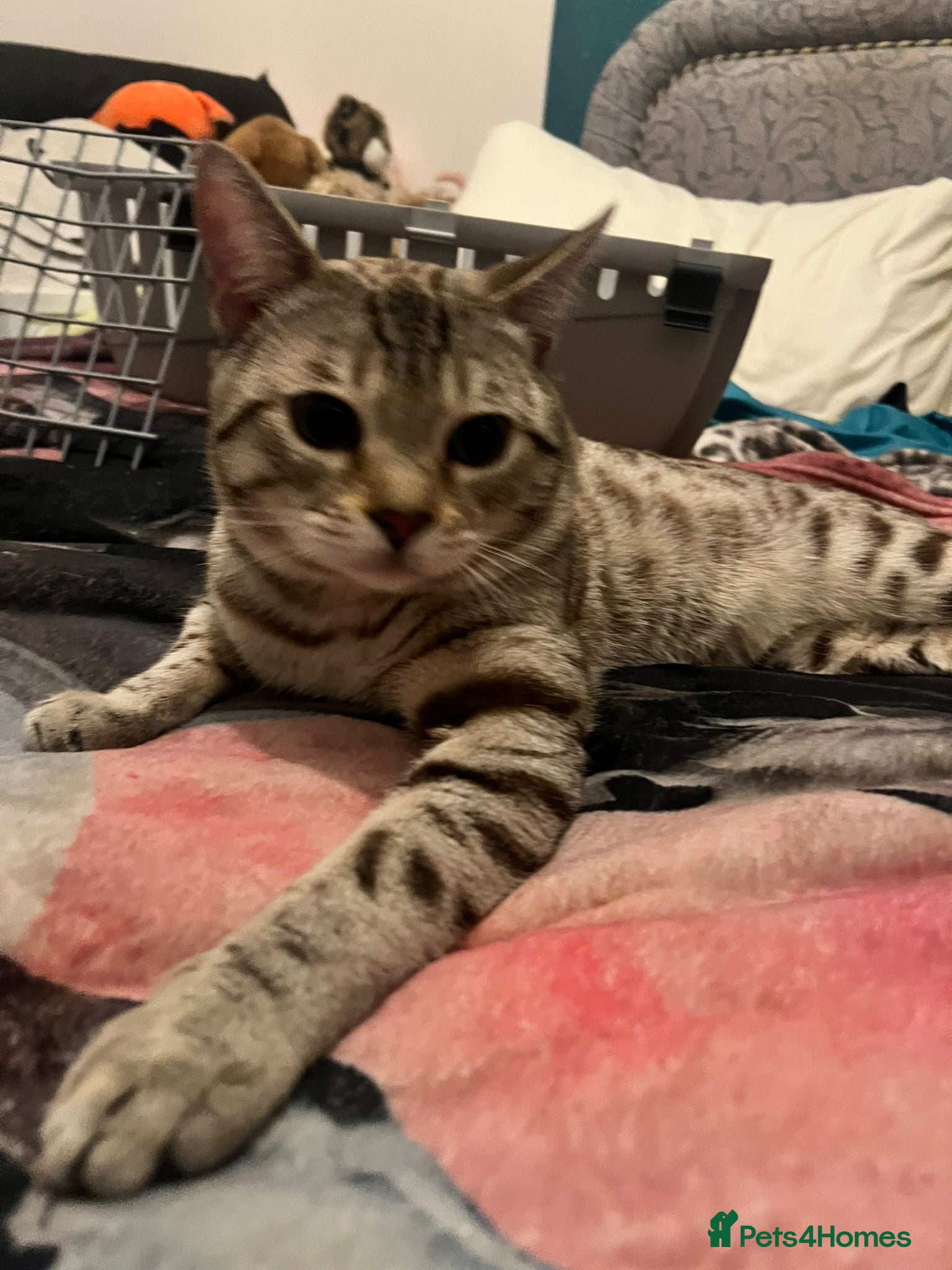 Bengal cats for sale: Snow Bengal cat for sale - Advert 7