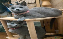Russian Blue cats for sale: RB kittens Pedigree London  - Image 14