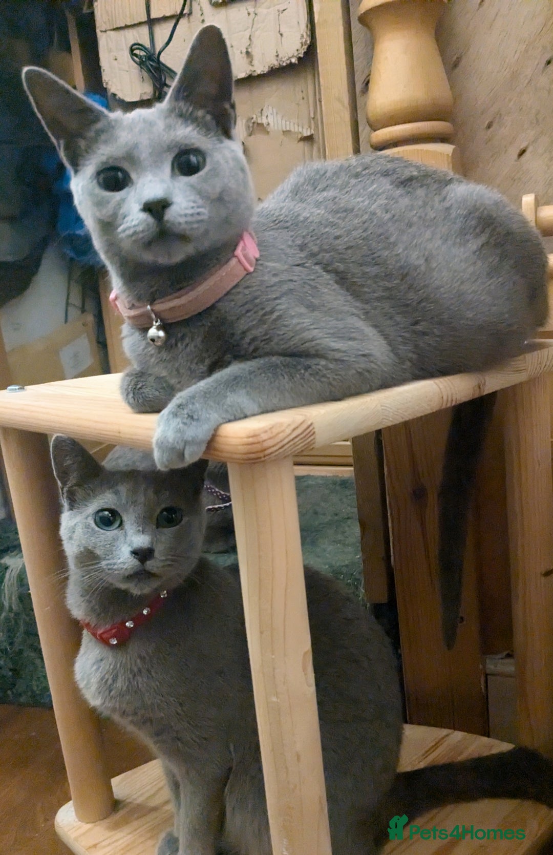 Russian Blue cats for sale: RB kittens Pedigree London  - Image 14