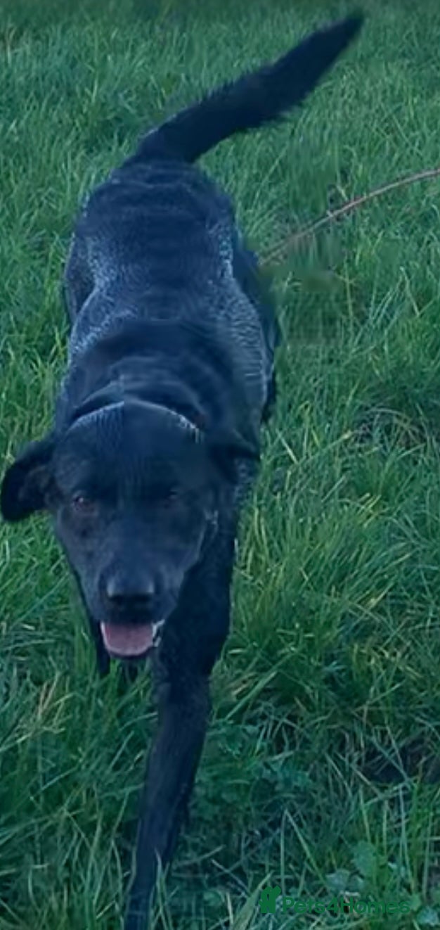 Labrador Retriever dogs Black lab  in Sandbach - Advert 1