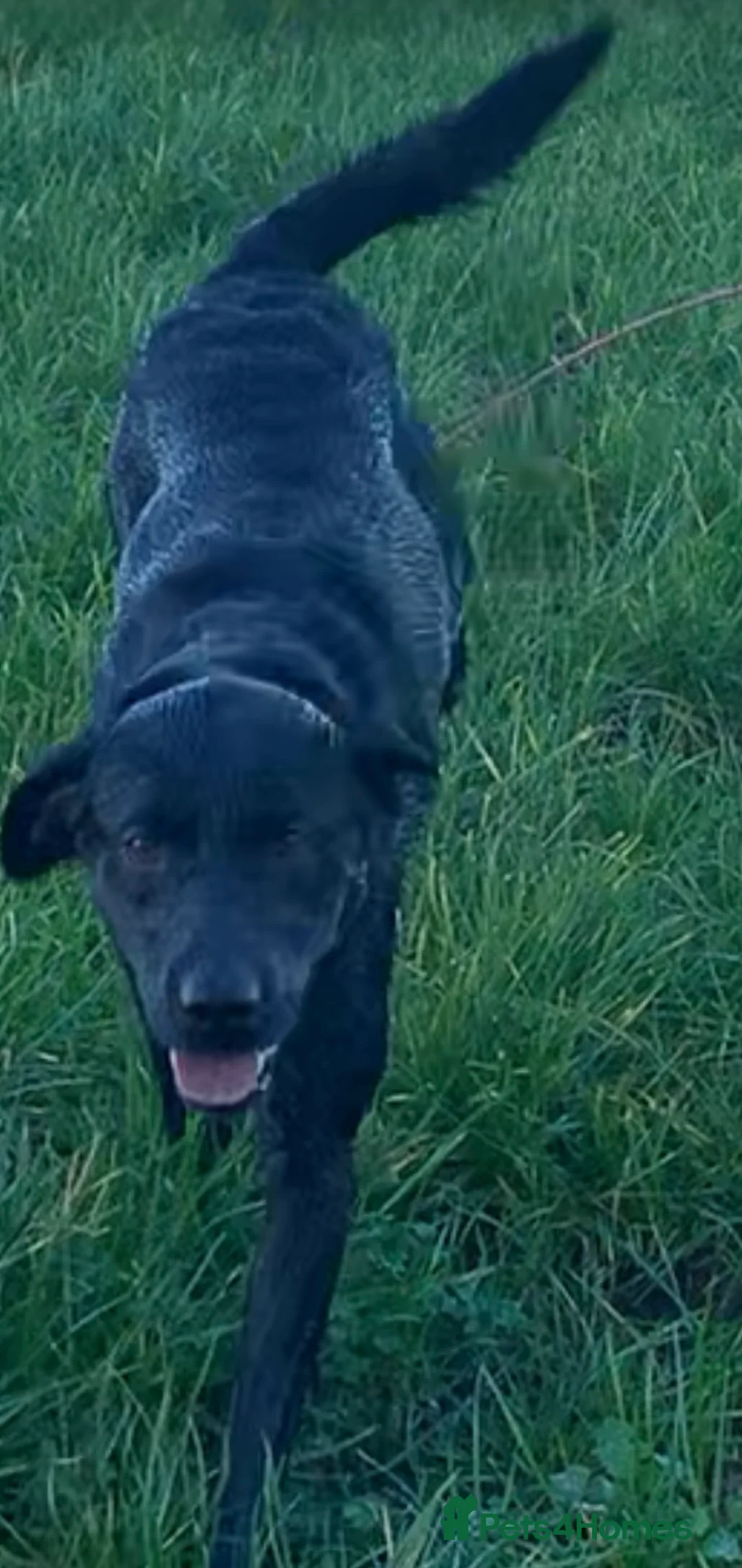 Labrador Retriever dogs for sale: Black lab  - Advert 1