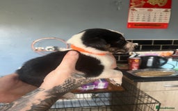 Border Collie dogs for sale: Border collie puppies - Image 18