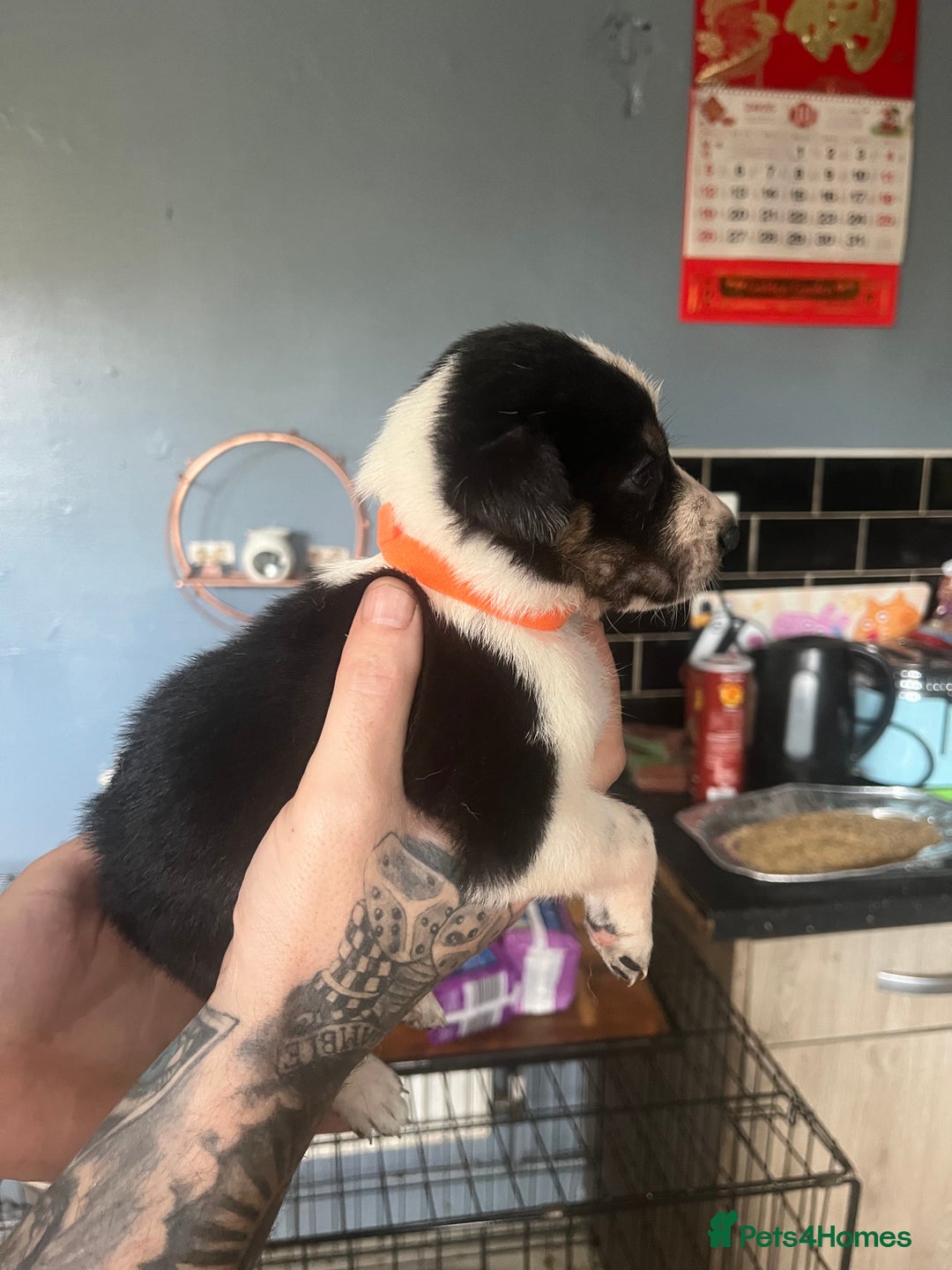 Border Collie dogs for sale: Border collie puppies - Image 18