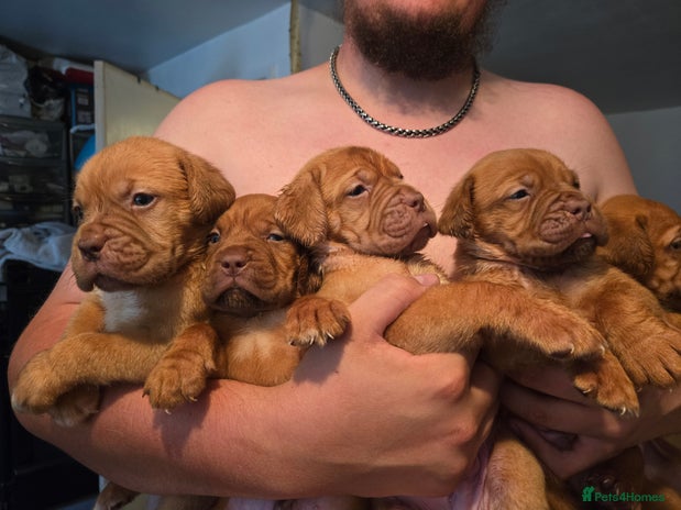 Dogue De Bordeaux dogs - Advert 1