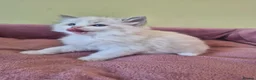 Ragdoll cats for sale: Ragdoll kittens GCCF regsitered - Advert 16