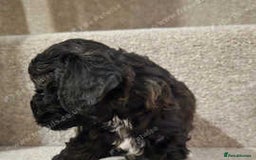 Cockapoo dogs for sale: Beautiful cockapoos for sale ready mid December - Advert 2