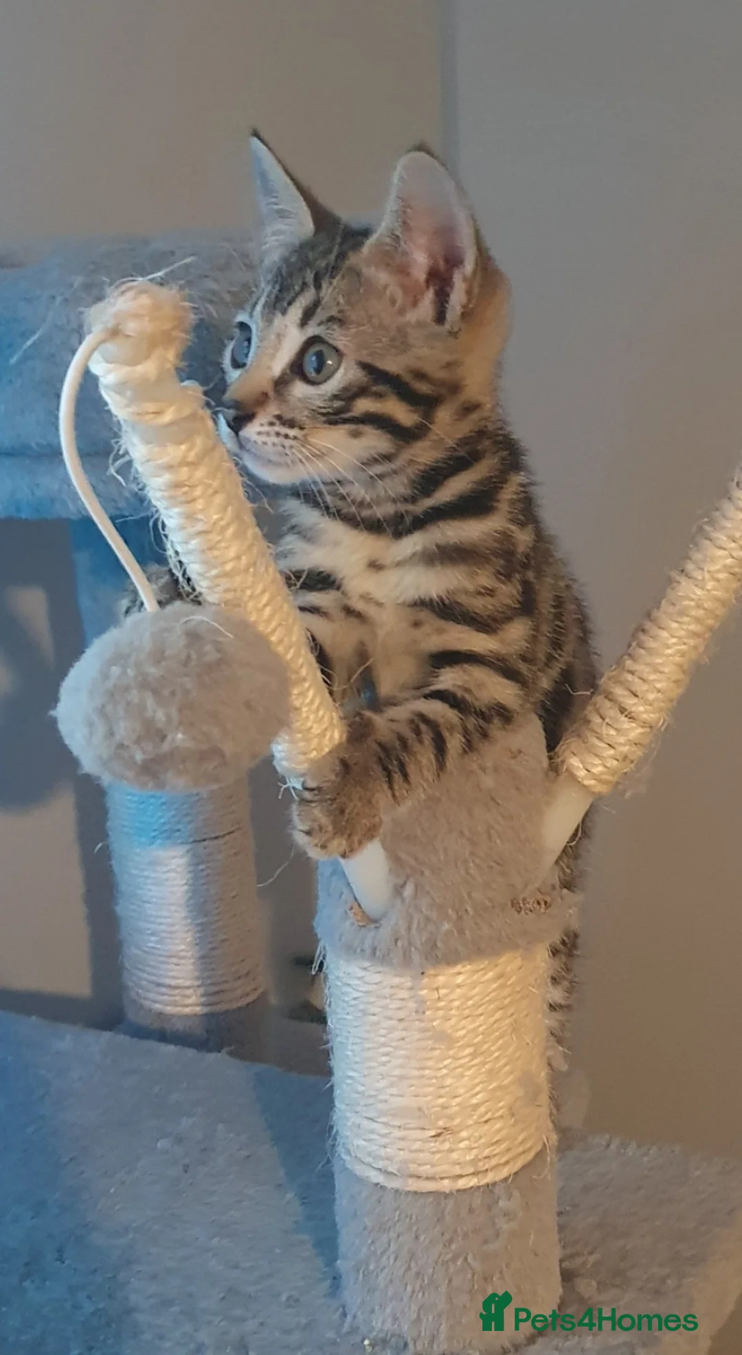 Bengal cats for sale: STUNNING BENGAL TABBY MIXED GIRL! - Advert 4