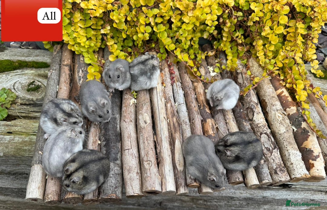 Hamster rodents for sale: Dwarf winter white russian hamsters. Sheffield. - Image 13